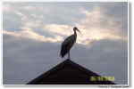 Stork p taget p campingpladsen i Ribeauvill