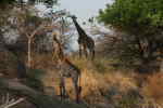 Giraffer i Hope Game Reserve