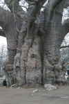 Baobabtr i Hope Game Reserve