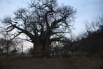 Baobabtr i Hope Game Reserve