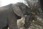 Elefant nedlgger et tr