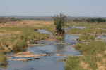 Sumpomrde i Kruger National Park