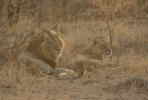 "Forelsket" lvepar i Kruger National Park