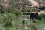 Elefanter ved Oliphant River