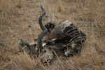 Remains of a kudu