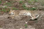 Cheeta (gepard)