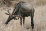 Blue Wildebeest Male (hangnu)