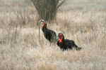 2 Southern Ground Hornbills