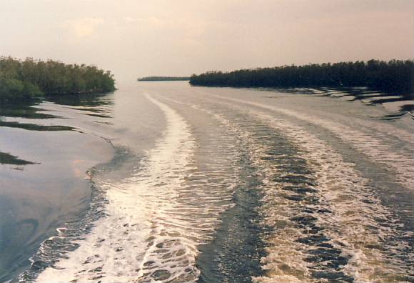Boat Ride in the Mangrove Swamp, near Everglades City, Florida