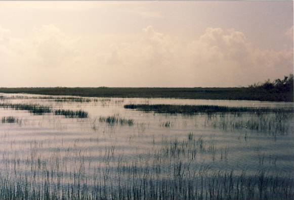 Boat Ride in the Mangrove Swamp, near Everglades City, Florida
